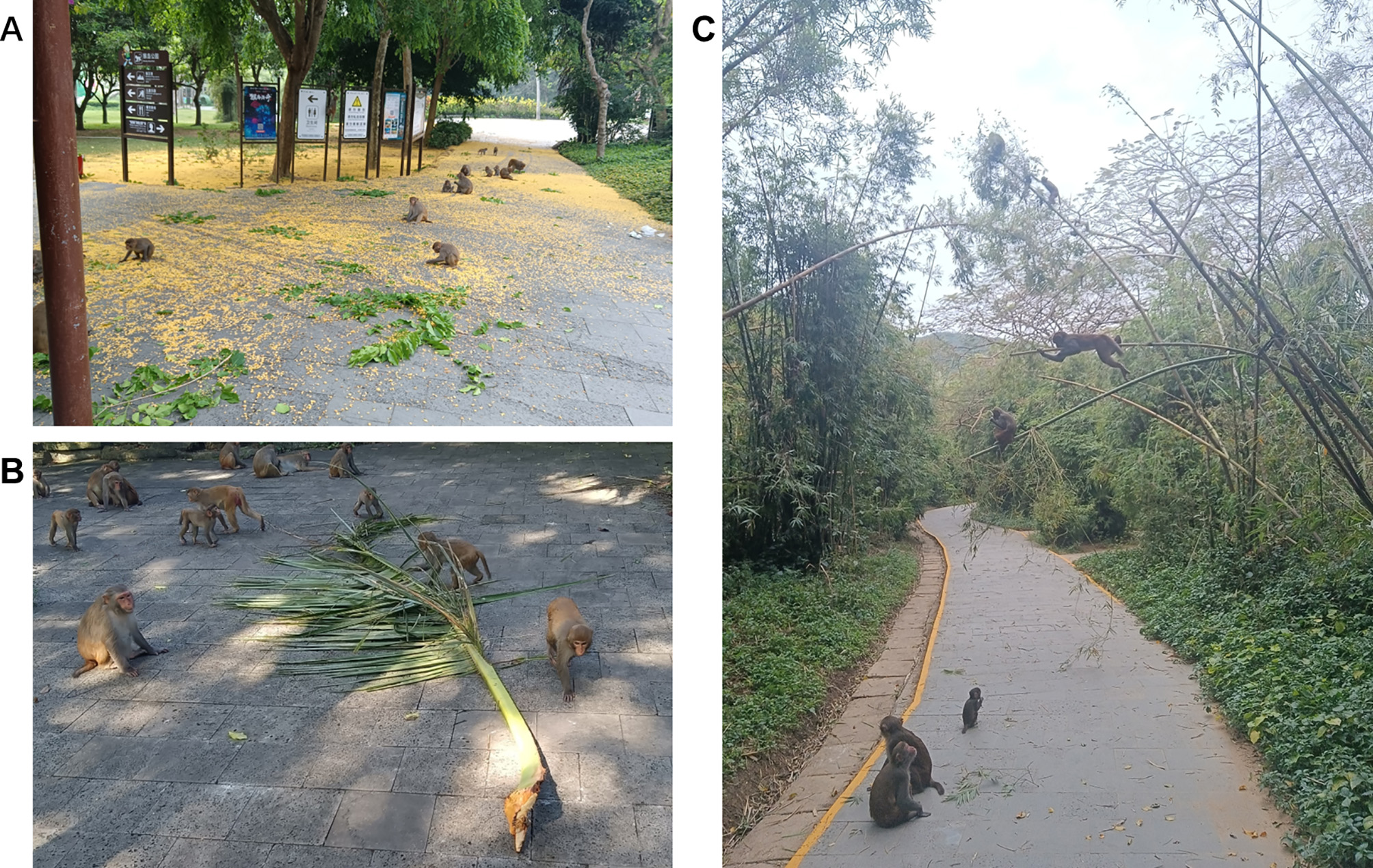 Potential effects of human provisioning on populations and