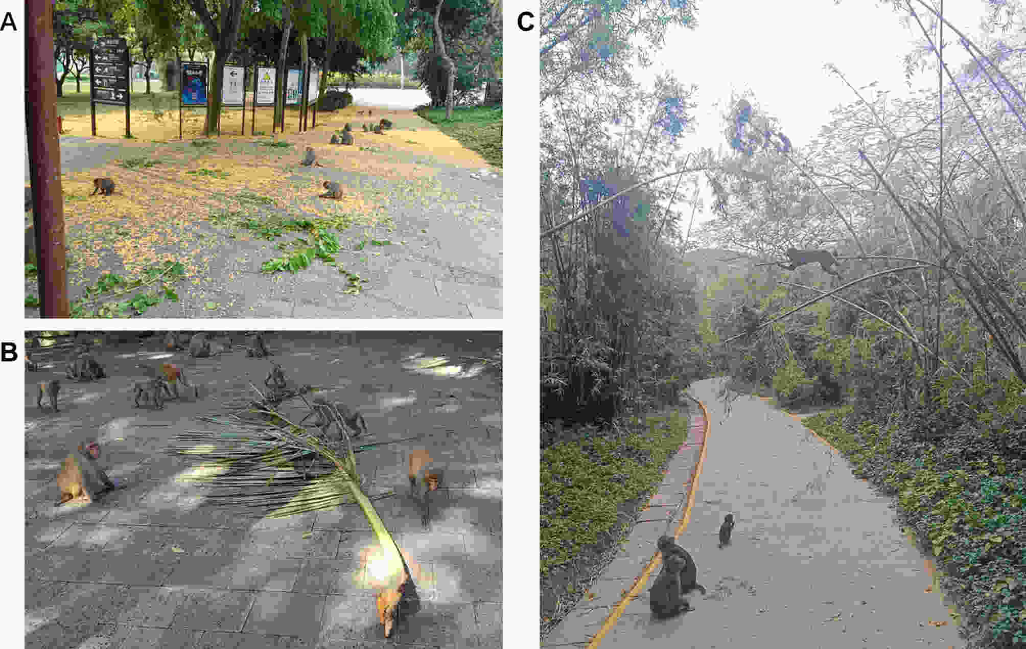 Potential effects of human provisioning on populations and